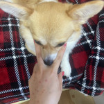 初回の写真